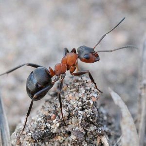 Rote Waldameise (Formica rufa), (c) Harald Bott/NABU-naturgucker.de