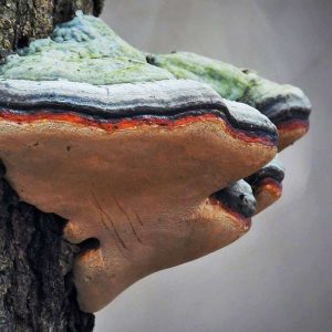 Rotrand-Porling (Fomitopsis pinicola), (c) Rolf Jantz/NABU-naturgucker.de