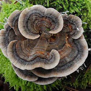 Schmetterlings-Tramete (Trametes versicolor), (c) Jörg Sedl/NABU-naturgucker.de