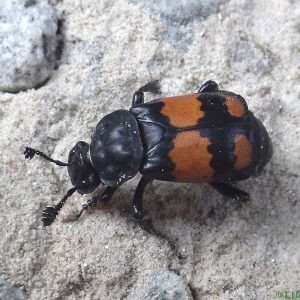 Schwarzhörniger Totengräber (Nicrophorus vespilloides), (c) Torsten Hunger/NABU-naturgucker.de