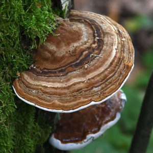 Zunderschwamm (Fomes fomentarius), (c) Sabine Frey/NABU-naturgucker.de