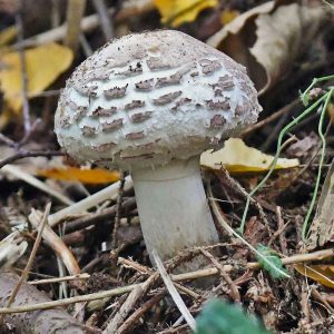 Schirmling (Lepiota sp.), (c) Rolf Jantz/NABU-naturgucker.de