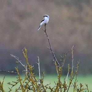 Im Leinepolder ließ sich ein Raubwürger blicken, (c) Rolf Jantz