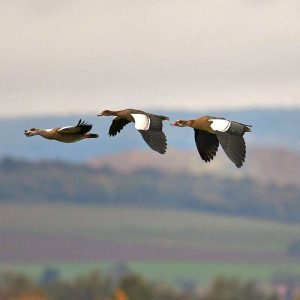 Nilgänse überflogen den Leinepolder, (c) Rolf Jantz