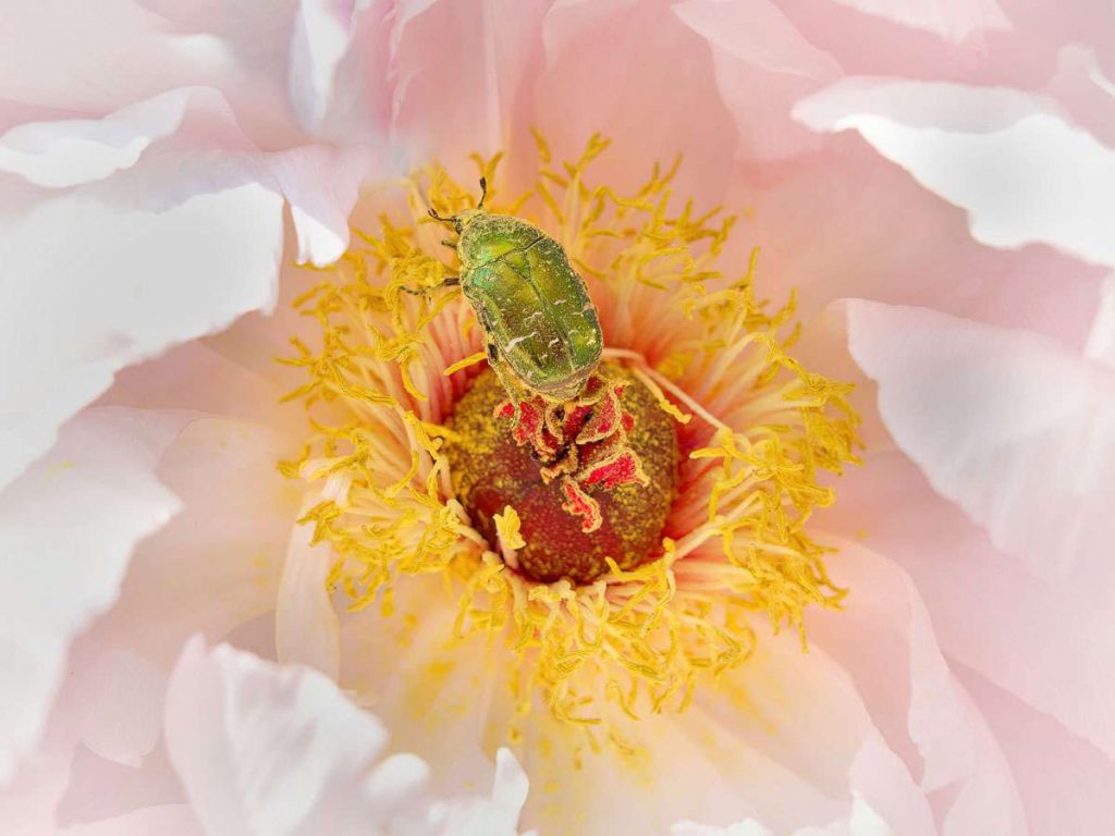 Rosenkäfer (Cetonia/Protaetia sp.) auf Päonie, (c) Michael Wüst/NABU-naturgucker.de