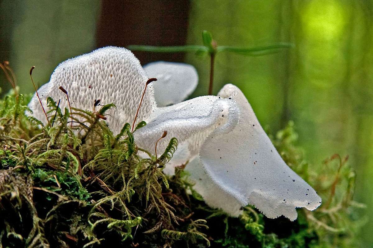 Zitterzahn (Pseudohydnum gelatinosum), (c) Gerhard Schmidt/NABU-naturgucker.de