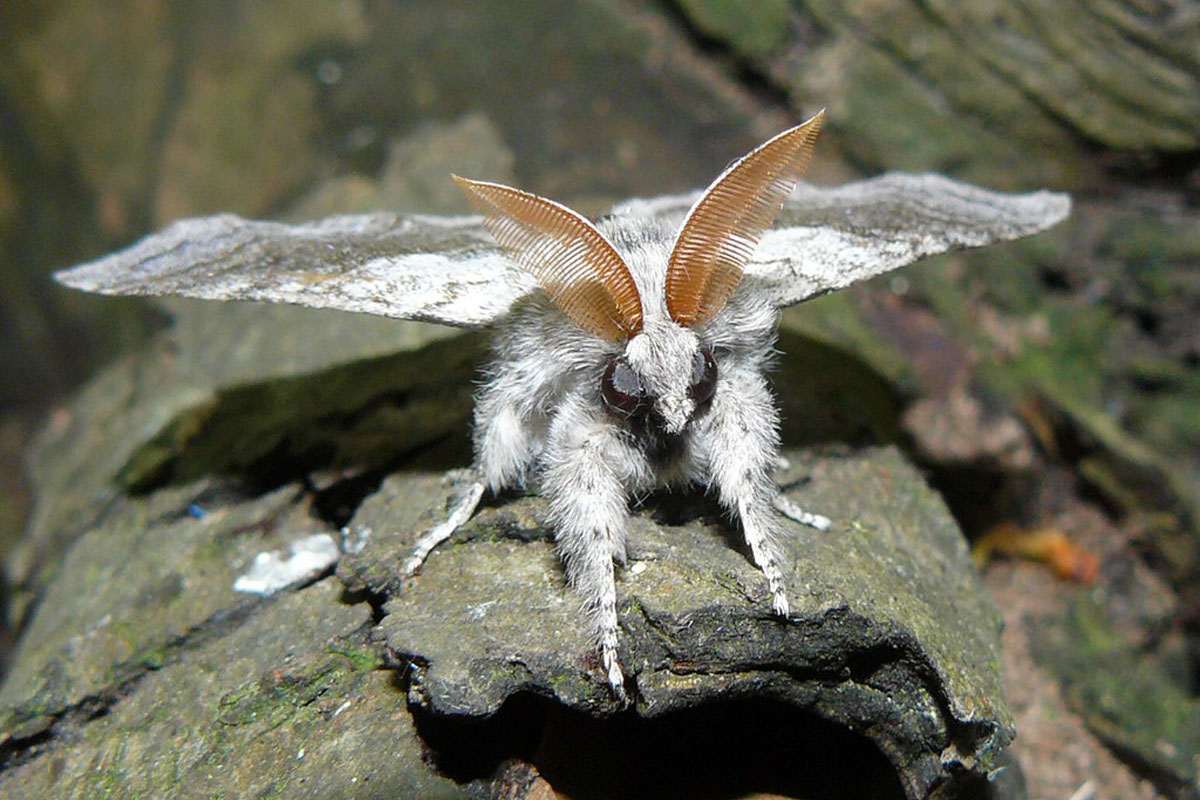 Männlicher Buchen-Streckfuß, (c) Michael Benteler/NABU-naturgucker.de