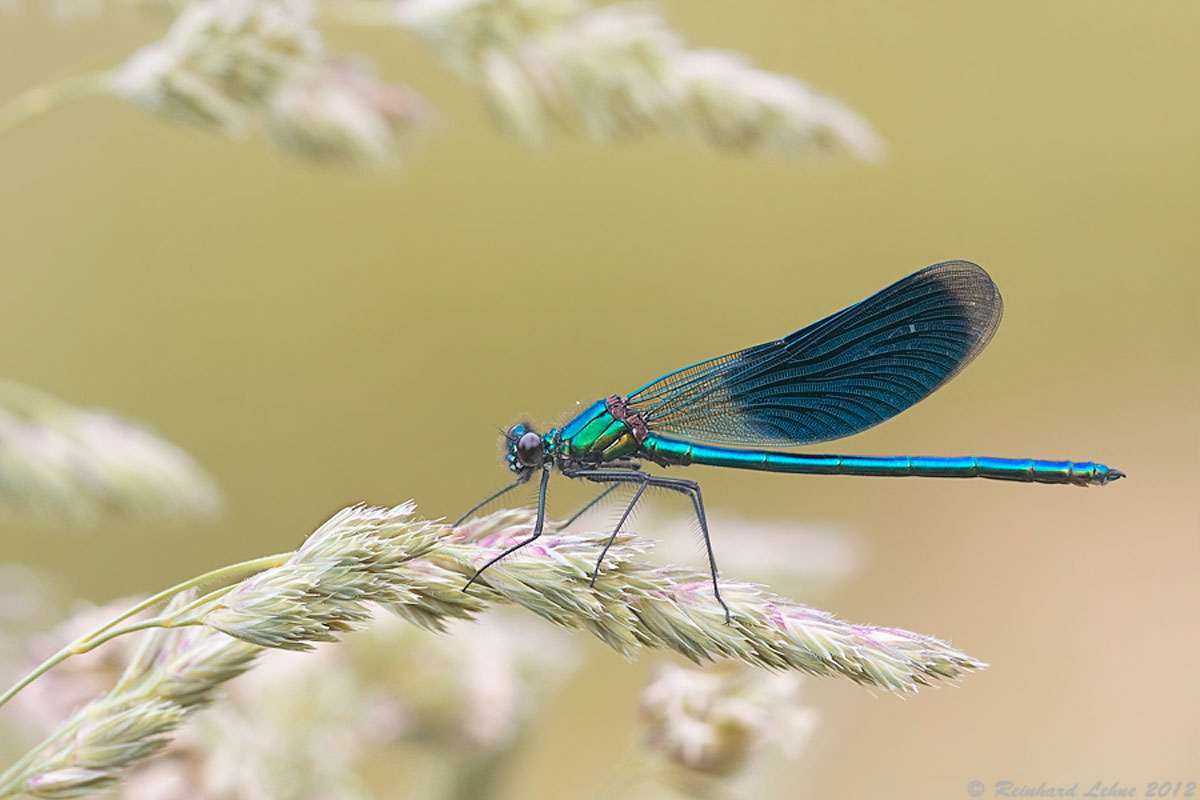 Männliche Gebänderte Prachtlibelle, (c) Reinhard Lehne/NABU-naturgucker.de