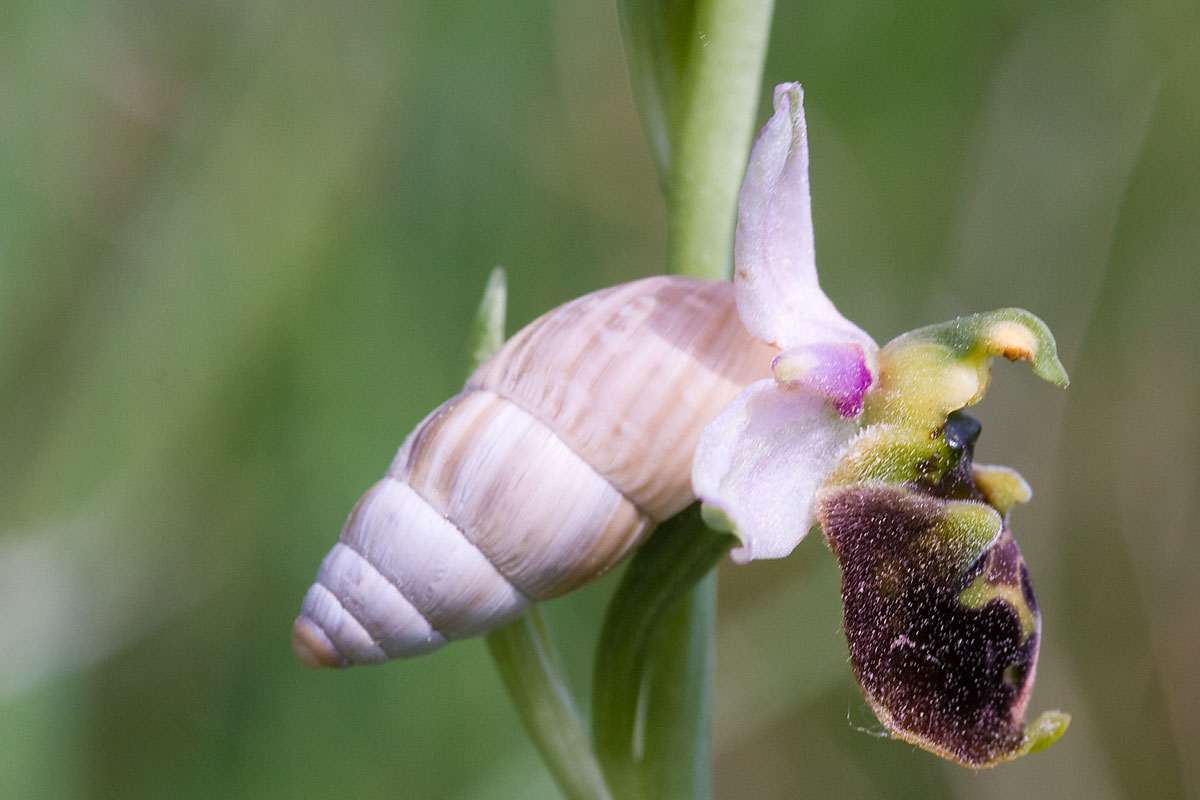 Große Vielfraßschnecke, (c) Wolfgang Piepers/NABU-naturgucker.de