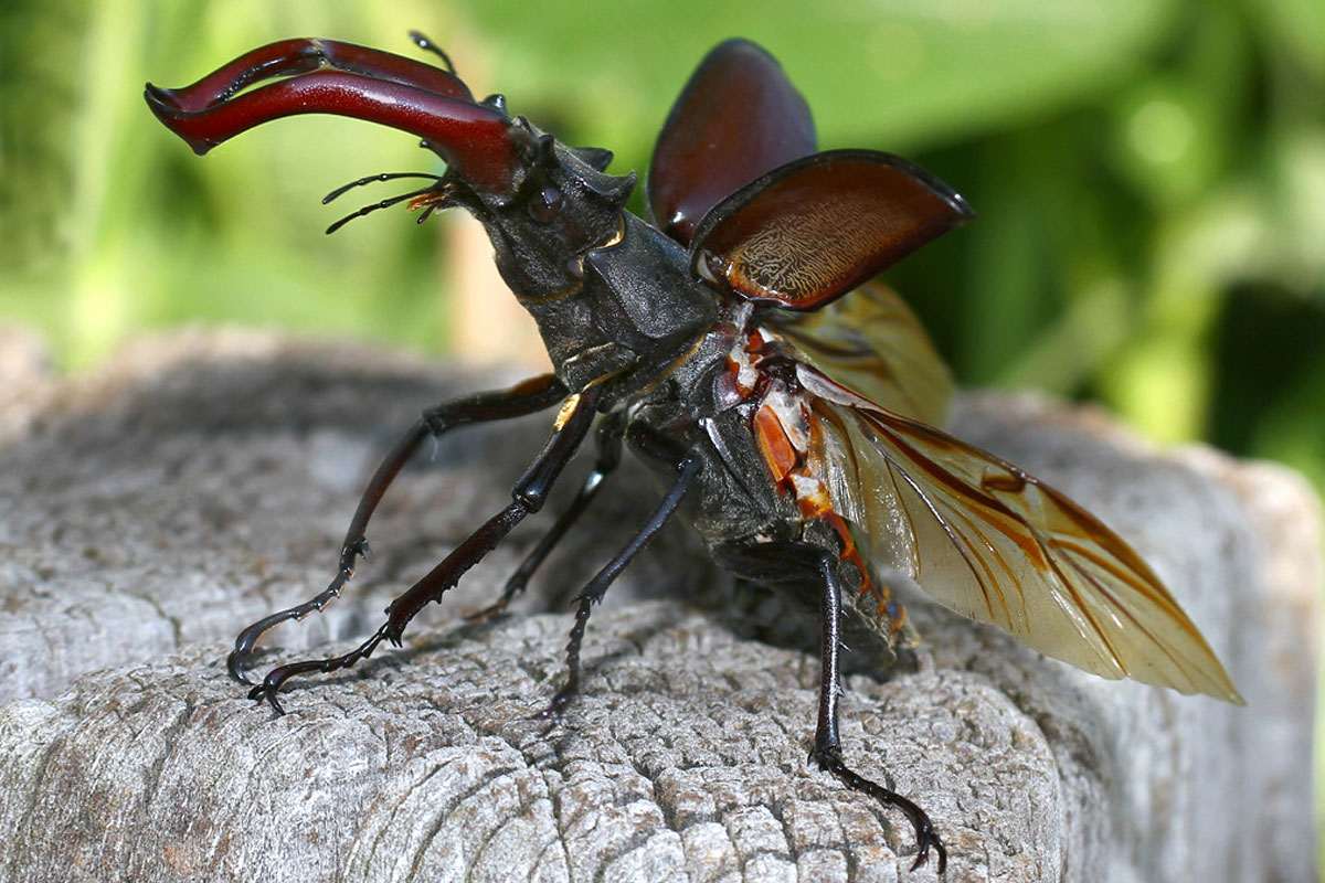 Männlicher Hirschkäfer kurz vor dem Abflug, (c) Eric Fischer/NABU-naturgucker.de