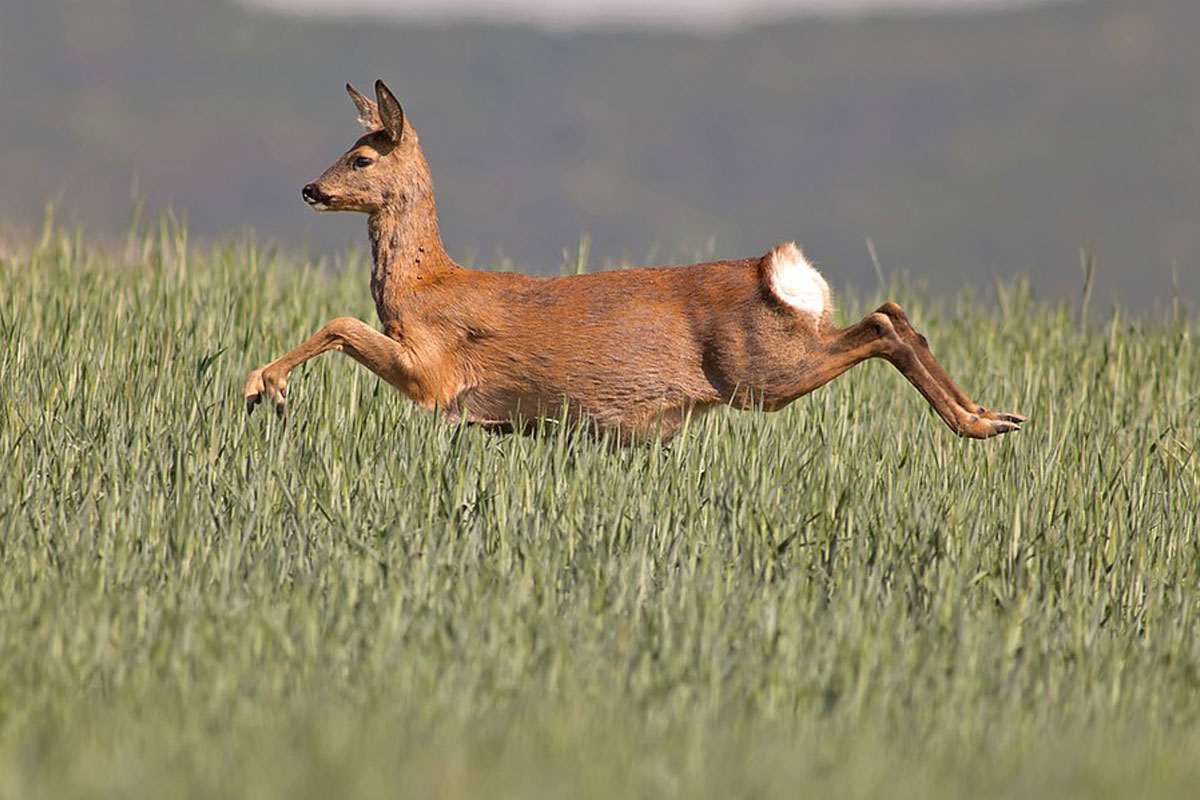 Reh, (c) Markus Gläßel/NABU-naturgucker.de