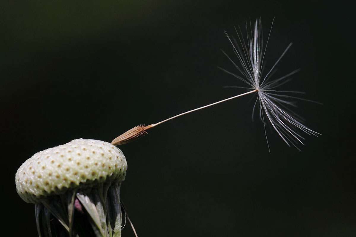 Wiesen-Löwenzahn, (c) Andreas Schäfferling/NABU-naturgucker.de