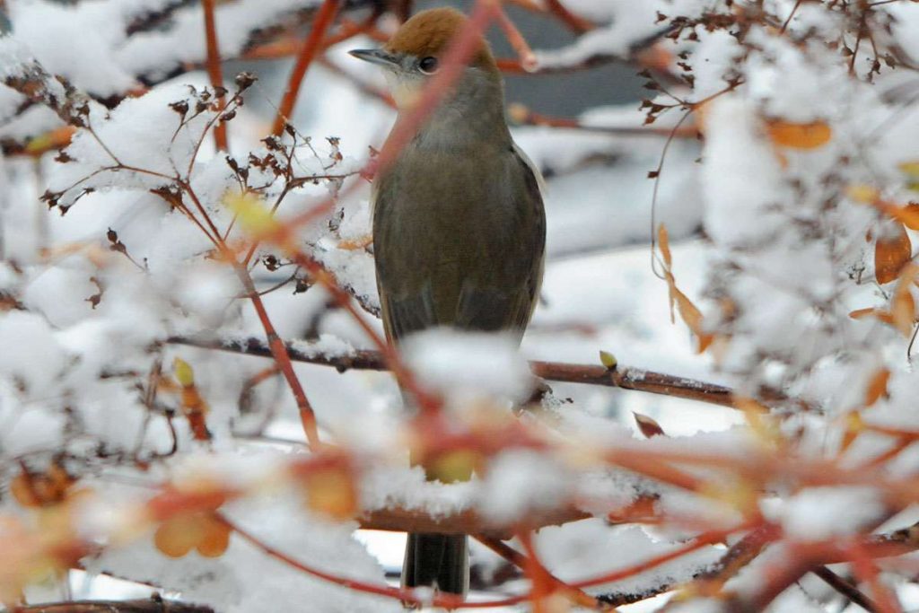 Weibliche Mönchsgrasmücke am 30.12.2014 in Baden-Württemberg, (c) Harald Bott/NABU-naturgucker.de