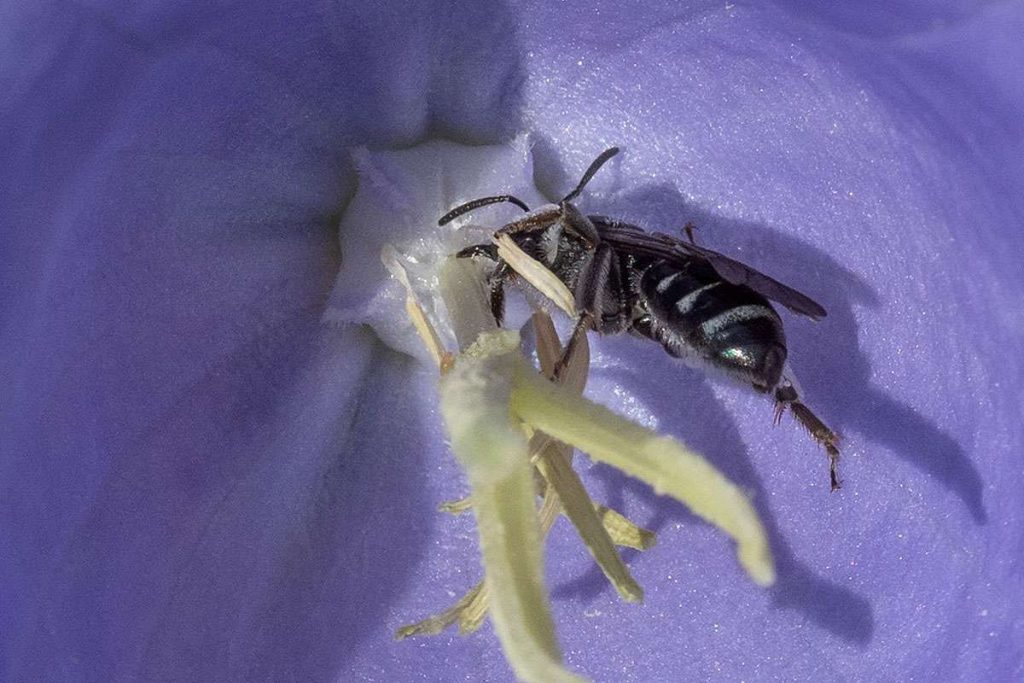 Das dreimillionste hochgeladene Bild zeigt eine Glockenblumen-Schmalbiene, (c) Ursula Gönner/NABU-naturgucker.de