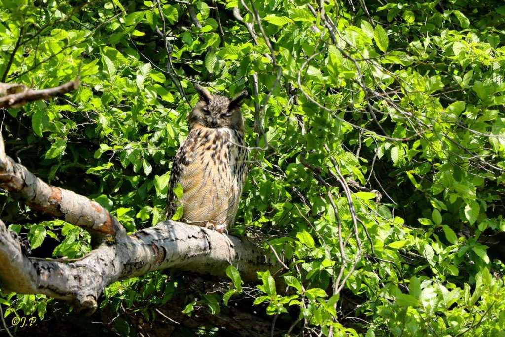 Belegbild zu einer Uhu-Beobachtung, (c) Jürgen Podgorski/NABU-naturgucker.de