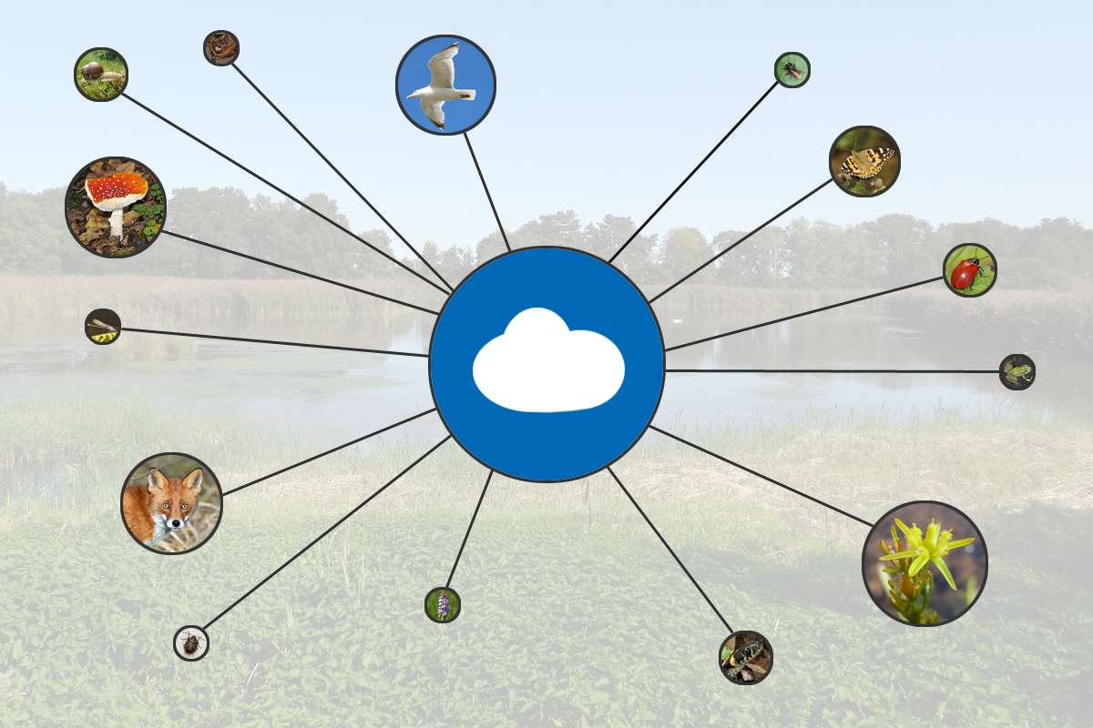 Der Austausch von Biodiversitätsdaten ist wichtig