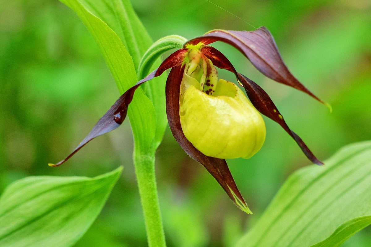 Gelber Frauenschuh (Cypripedium calceolus), (c) Wolfgang Piepers/NABU-naturgucker.de