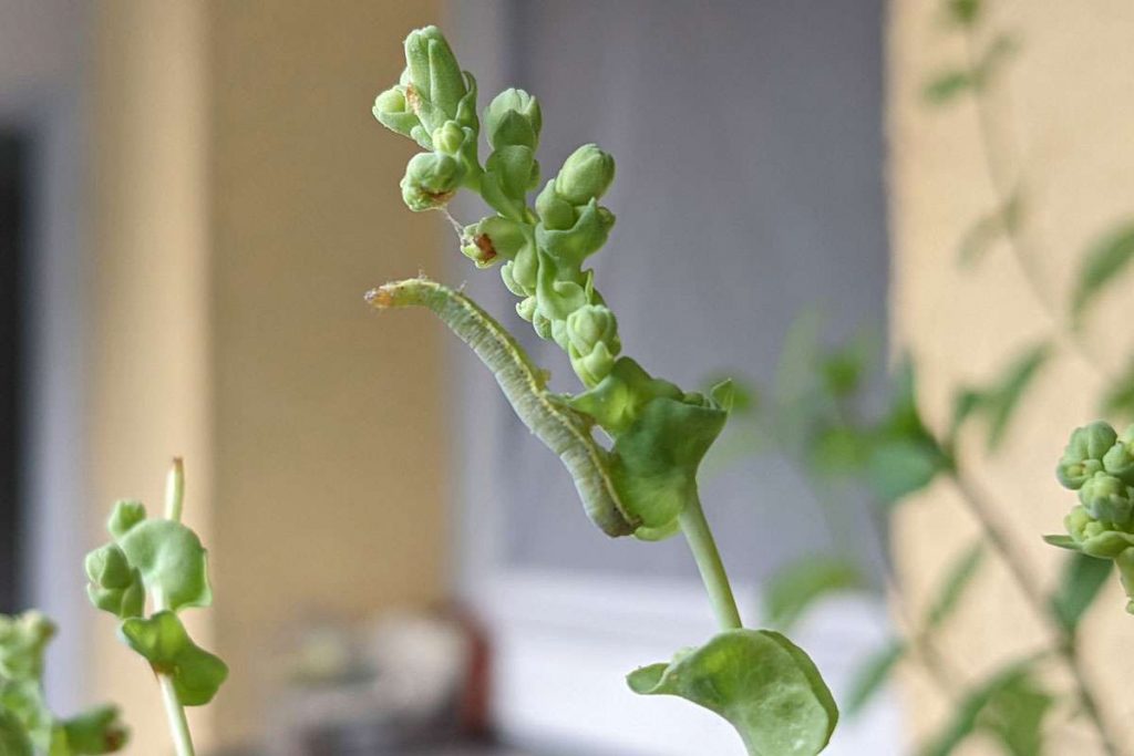 Raupe der Kompasslattich-Eule an Pflücksalat auf einem Balkon im Ruhrgebiet, (c) Gaby Schulemann-Maier/NABU-naturgucker.de