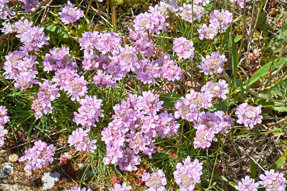 Girards Grasnelke (Armeria girardii), (c) Stefan Munzinger/NABU-naturgucker.de