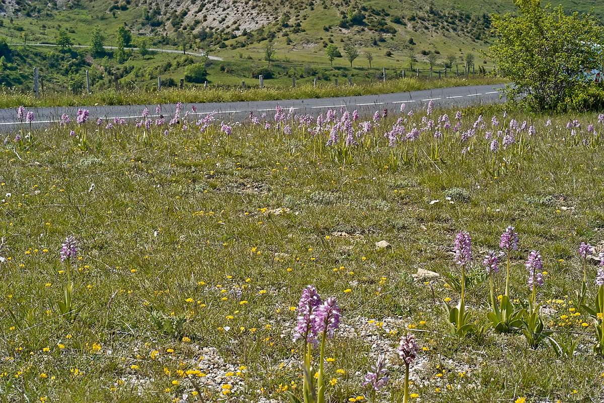 Biotop des Helm-Knabenkrauts (Orchis militaris), (c) Stefan Munzinger/NABU-naturgucker.de