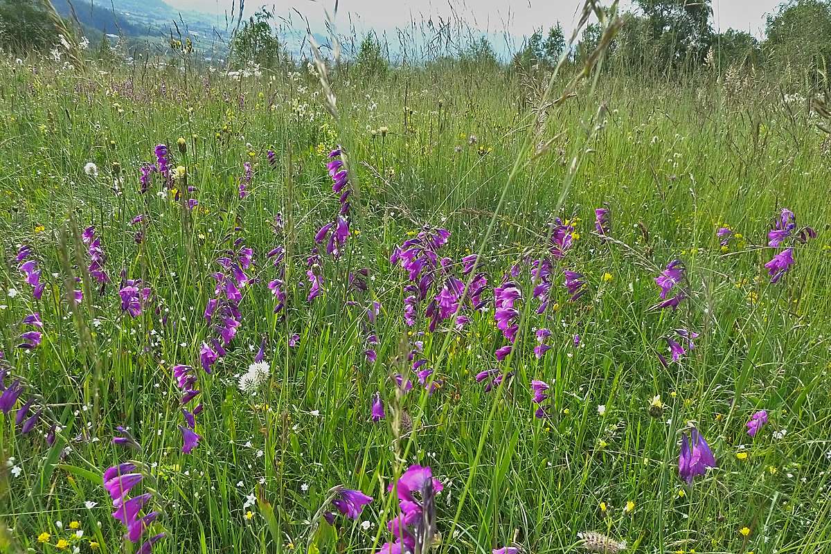 Wiese mit Siegwurzen (Gladiolus spec.), (c) Luise Stephani/NABU-naturgucker.de