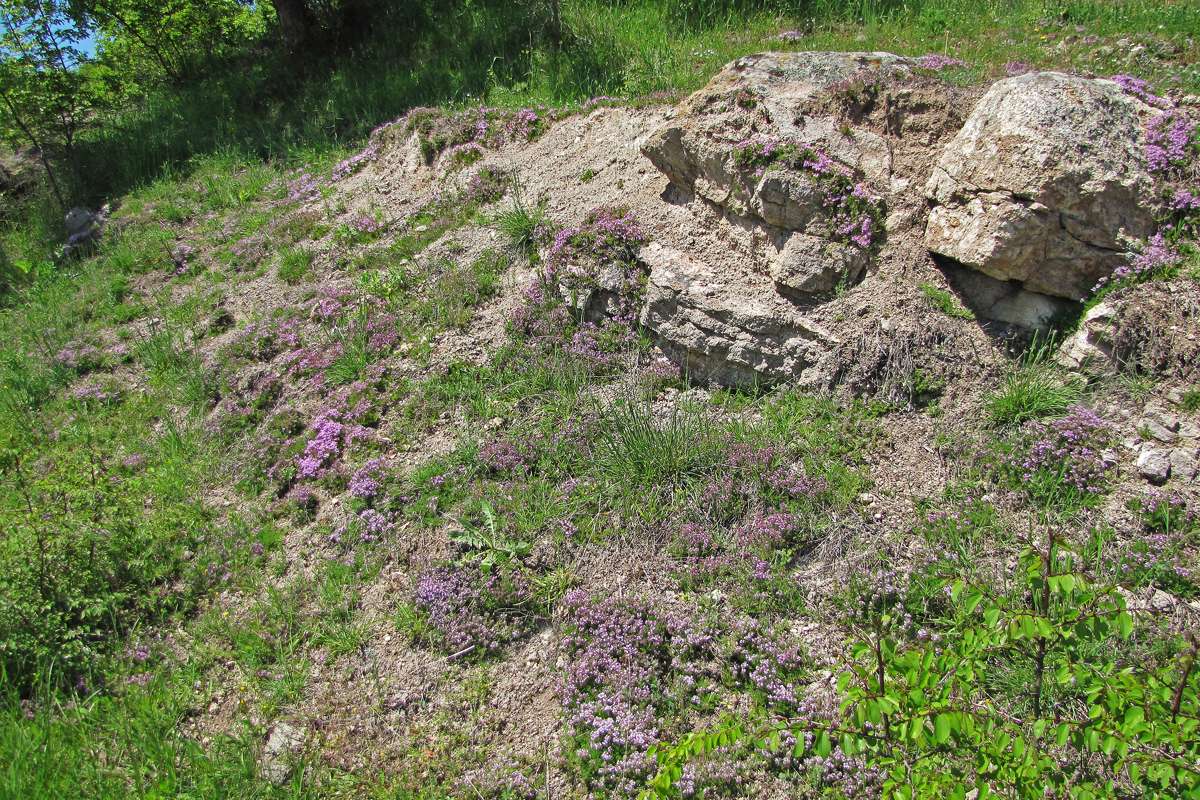 Thymian (Thymus spec.) und andere Pflanzen, (c) Gaby Schulemann-Maier/NABU-naturgucker.de