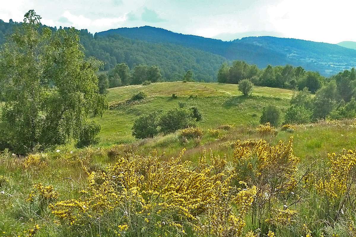 Ginster (Ginesta spec.) und Wiesenlandschaft, (c) Luise Stephani/NABU-naturgucker.de