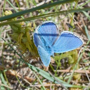 Bläuling auf Aceras spec., (c) Stefan Munzinger/NABU-naturgucker.de