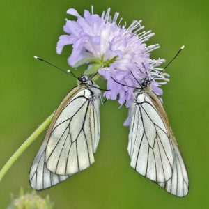 Baum-Weißling (Aporia crataegi), (c) Wolfgang Piepers/NABU-naturgucker.de