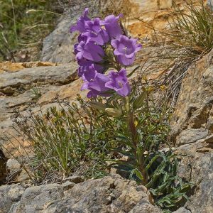 Prächtige Glockenblume (Campanula speciosa), (c) Stefan Munzinger/NABU-naturgucker.de