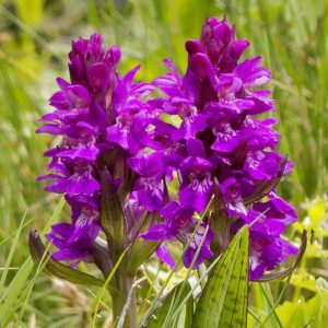 Bosnische Fingerwurz (Dactylorhiza cordigera subsp. bosniaca), (c) Wolfgang Piepers/NABU-naturgucker.de