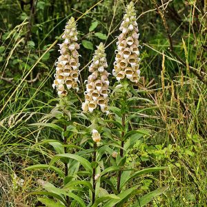 Wolliger Fingerhut (Digitalis lanata), (c) Wolfgang Piepers/NABU-naturgucker.de