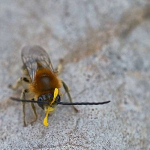 Eucera spec. mit Pollinien am Kopf, (c) Stefan Munzinger/NABU-naturgucker.de