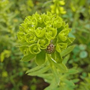 Wolfsmilch (Euphorbia spec.), (c) Gaby Schulemann-Maier/NABU-naturgucker.de