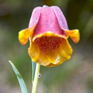 Pyrenäen-Schachblume (Fritillaria pyrenaica), (c) Stefan Munzinger/NABU-naturgucker.de