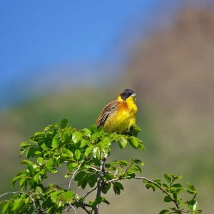 Kappenammer (Emberiza melanocephala), (c) Gaby Schulemann-Maier/NABU-naturgucker.de