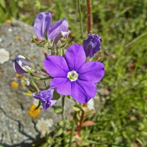 Großer Frauenspiegel (Legousia speculum-veneris), (c) Gaby Schulemann-Maier/NABU-naturgucker.de