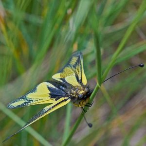 Libellen-Schmetterlingshaft (Libelloides coccajus), (c) Stefan Munzinger/NABU-naturgucker.de