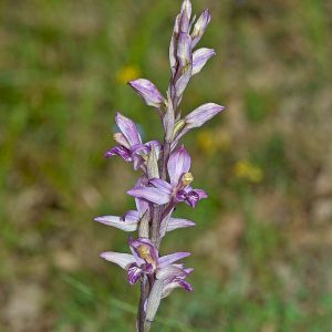 Violetter Dingel (Limodorum abortivum), (c) Stefan Munzinger/NABU-naturgucker.de