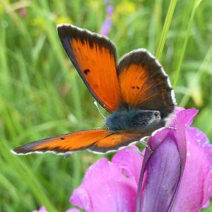 Lilagold-Feuerfalter (Lycaena hippothoe), (c) Luise Stephani/NABU-naturgucker.de