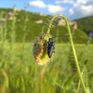 Metallfarbener Distelbock (Agapanthia violacea), (c) Gaby Schulemann-Maier/NABU-naturgucker.de