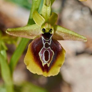 Äskulap-Ragwurz (Ophrys aesculapii), (c) Stefan Munzinger/NABU-naturgucker.de