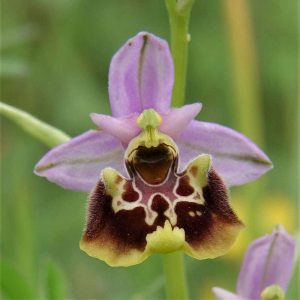 Ophrys holoserica subsp. apennina, (c) Reiner Merkel