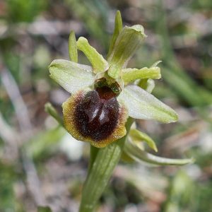 Ophrys araneola x passionis, (c) Stefan Munzinger/NABU-naturgucker.de