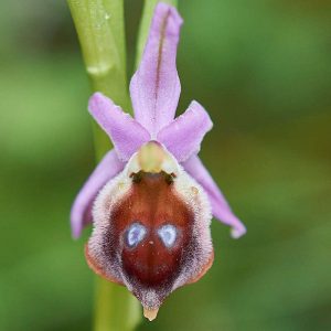 Argolische Ragwurz (Ophrys argolica), (c) Stefan Munzinger/NABU-naturgucker.de