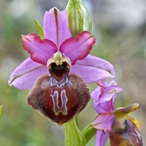 Aveyron-Ragwurz (Ophrys aveyronensis), (c) Stefan Munzinger/NABU-naturgucker.de