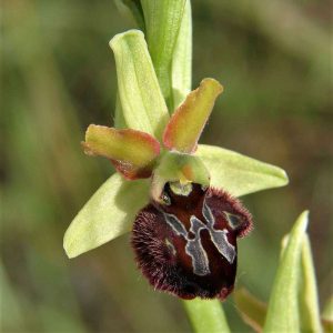 Brutische Ragwurz (Ophrys incubacea subsp. brutia), (c) Reiner Merkel