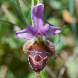 Delphi-Ragwurz (Ophrys delphinensis), (c) Stefan Munzinger/NABU-naturgucker.de