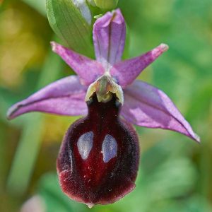 Hufeisen-Ragwurz (Ophrys ferrum-equinum), (c) Stefan Munzinger/NABU-naturgucker.de