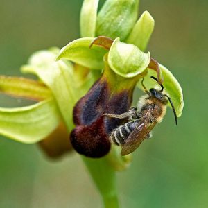 Braune Ragwurz var. sulcata (Ophrys fusca var. sulcata) mit Wildbiene, (c) Stefan Munzinger/NABU-naturgucker.de